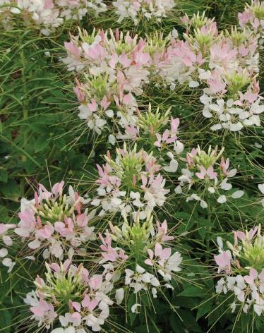 Cleome (Spider Flower) Light Requirements: Sun Bloom Time: Planting until frost Garden Height: 24-48 Spacing: 15-18 This heat and drought