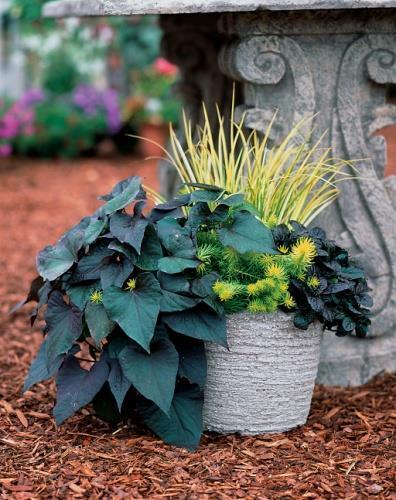 Euphorbia is great in mixed containers and containers by itself. It also puts on an excellent performance when planted in the landscape. There is little to no need for supplemental water.