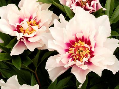 Hybrids between Tree Peonies and herbaceous Peonies, known as Intersectional or Itoh Peonies, are superb, long-lived plants with the large, exotic blooms and refined