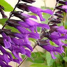Salvia Amistad (Friendship Salvia) New hybrid with large violet-purple flowers/ great in large containers or as garden focal point Sun to part sun Height: 48 Spread: 36-48 Likes moisture and