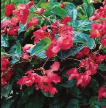 8 Begonia I conia Upright Fire GH0704 Part Shade