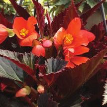$65 14 Square Whopper Begonia Combo Tub GH2513