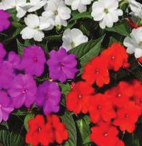 annuals including Geraniums, blooming annual