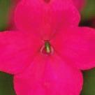 flowers on big, vigorous plants and are heat tolerant.