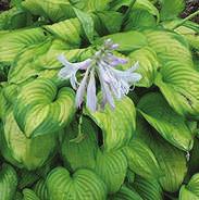H 20-24 W 18-24 Large, heart shaped, green-blue leaves with wide, creamy white margins.