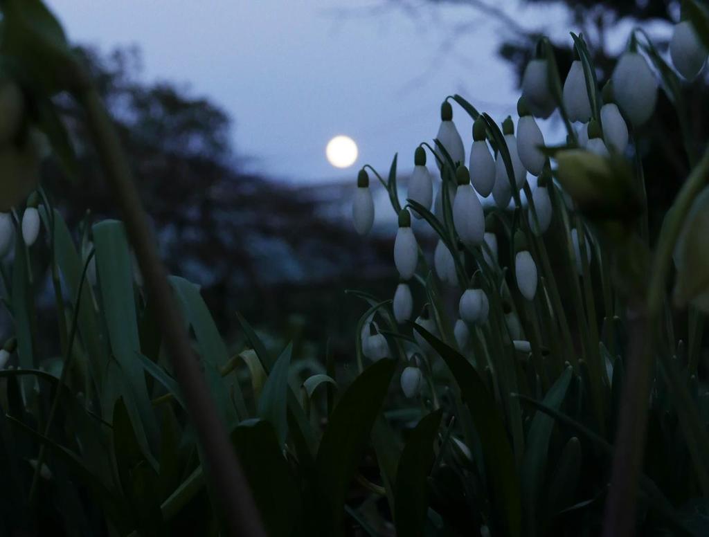in the gloaming of the moonlight.