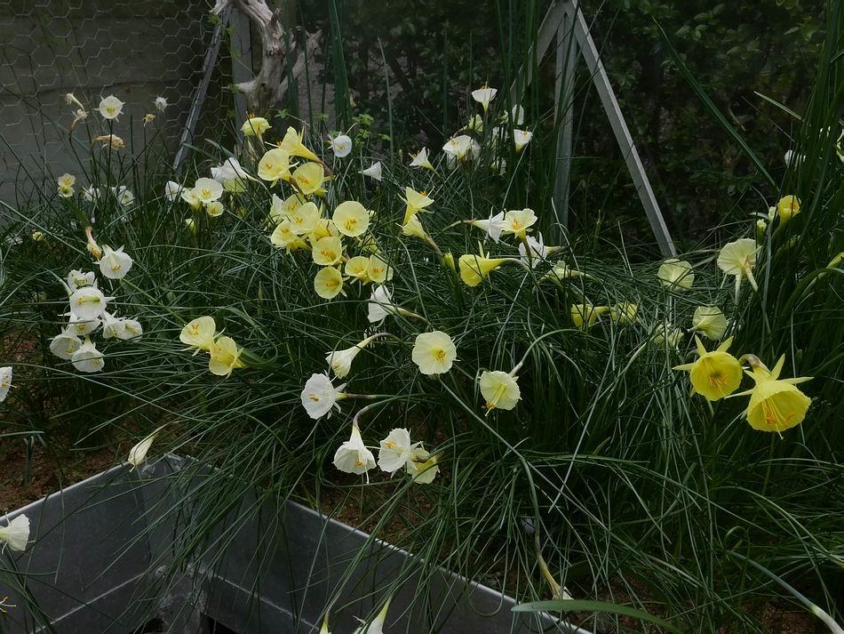 The flowering of the Hoop petticoat Narcissus continues to be the main feature and area of interest in the bulb houses.