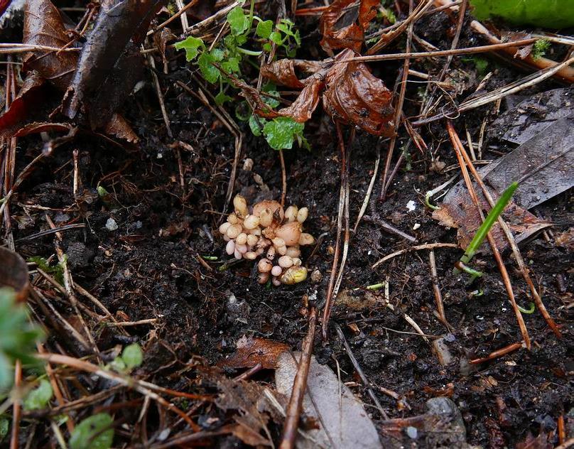 habit of digging down to bulbs and emerging shoots thankfully they do not usually do too much harm.