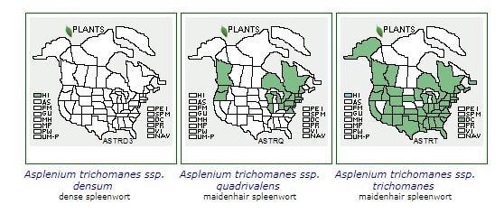 The picture above (USDA, 2018) further breaks down the distribution of native A. trichomanes L. by subspecies. To the left we can see that the ssp.
