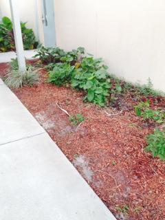 Flower garden before pictures One garden bed will be near the sidewalk and the