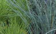 Native grasses are wonderful plants that can add a natural and relaxed feel to your garden. Mass plantings are quite popular as they produce a striking visual impact that will liven up any spot.