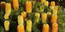The banksia is a genus that many know and love and typifies the rugged beauty of Australian flora.