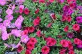Petchoas (petunia x calibrachoa hybrid) deliver the best characteristics of two top-selling species into one.