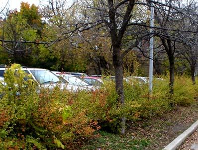 Figure 42b: Without parking in the front yard, more space remains for street trees, landscaping and an uninterrupted sidewalks for