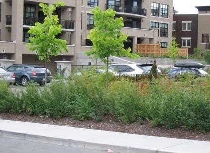 Guideline 43: Provide a landscape buffer along the edges of multi-unit residential parking areas, in situations where they are along a