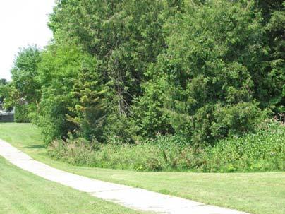 functions. Plant these buffers with native tree and shrub species to prevent invasive plant species from becoming established.