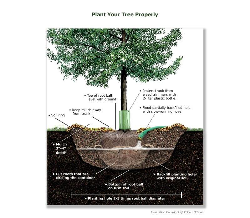 Trees should be planted in the fall, winter or spring, but summer is the most challenging time to get a tree established.