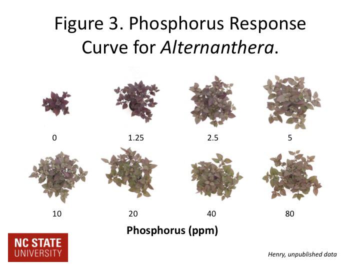 When no phosphorus is supplied to the plant, it will have stunted growth and remain quite compact.