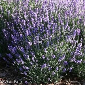 The fragrant purple flowers are used in cut or dried arrangements, medicine, and in cooking.