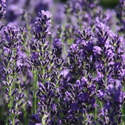 They are deer and rabbit resistant. English Lavender Big Time Blue English Lavender Lavandula angustifolia Armtipp01 PP24,827 Ht. 12-15 Wd.