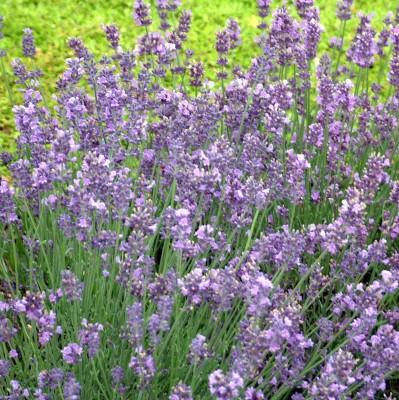 Munstead English Lavender Lavandula angustifolia Munstead Ht. 12-16 Wd.