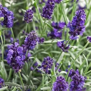 12 - Deep Blue - Full Sun Very short, compact grower with a mounded habit. Free-flowering deep blue flowers are on short stems.