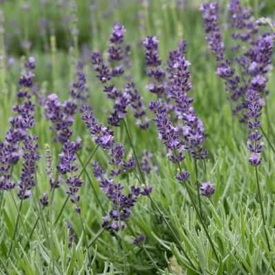 Produces abundant lavender-purple flowers above mounds of silvery foliage in spring and summer. (#4510) Provence Hybrid French Lavender Lavandula x intermedia Provence Ht.