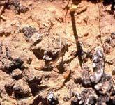 Many desert soils are