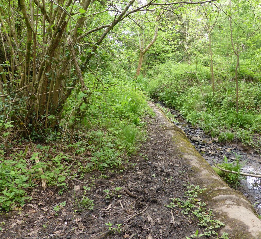 Numerous small streams drain the site.