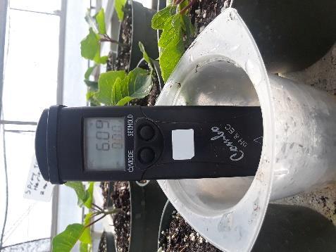 It was left for 3 weeks, inside the greenhouse controlling