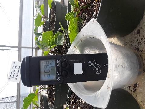 temperature inside the greenhouse over the 3 weeks it was