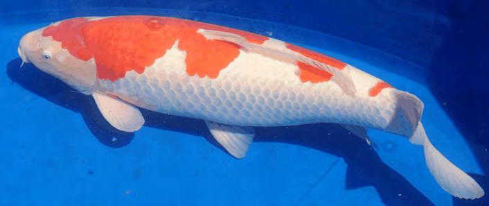 Many other shows will be held in California and the surrounding area during the year. They are a great opportunity to see outstanding koi.
