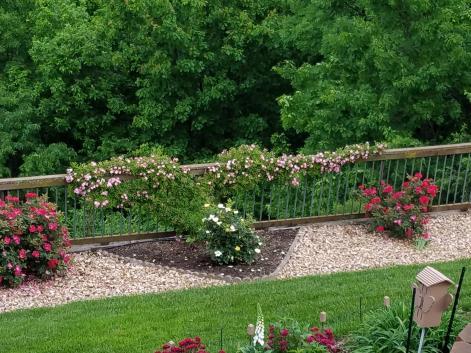 One of the best types of roses for landscaping.