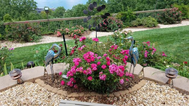 Old Garden & Species Roses (Antique Roses): A huge group of roses varying in plant habitat