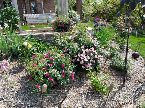 Foolproof Rose Plan... 1. Roses are tough; you don t need to baby them. 2. Water them once per week if it doesn t rain. 3. Fertilize every 4 