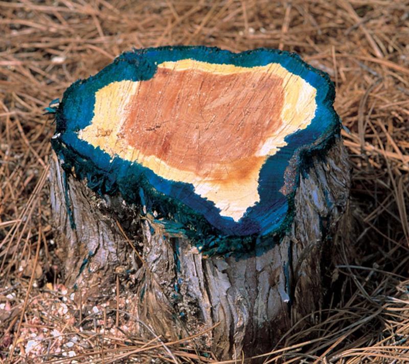 Cut Stump Can be successful anytime of year Winter is an excellent time of year for these treatments Prevents regrowth from stump and root system Cut tree, immediately