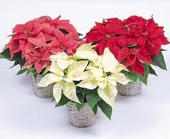 TIPS - HOW TO EXTEND THE LIFE OF YOUR POINSETTIA For those of you not too familiar with the "TIPS" section on the website www.greelygardeners.ca, I have copied one of the previous tips to share again.