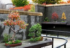 "These trees can live hundreds of years. Bonsai is thousands of years old," says Joura. "The trees we have could be from 20 to 70 years old. Some older. Who knows?