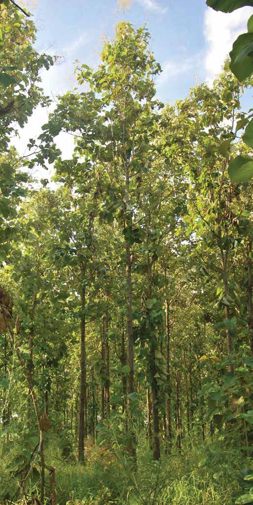 Regions were chosen in Latin America for their environmental characteristics, which closely mimic teak s best growing regions in Southeast Asia.