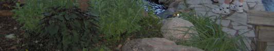 Marikay Peterman Floyd & Diane Gruver, Betty Karnes Pot Luck WATER PLANTS By Duane Van Dolah Lesser water-plantain Baldellia ranunculoides Also known as