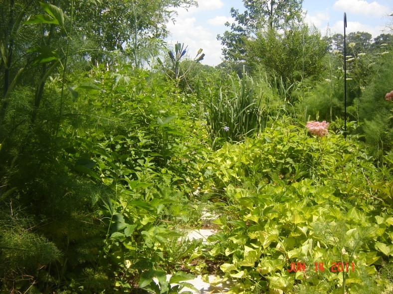 invasive noxious plants and replaced with native Installed landscape