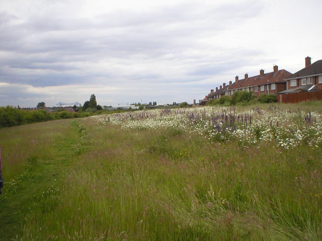 Meadow in 2006, Oxeye daisy dominating with abundant bird foot trefoil