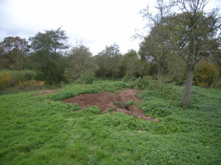Badgers The motte at Taynton is now a fairly low mound occupied by large numbers of badgers.