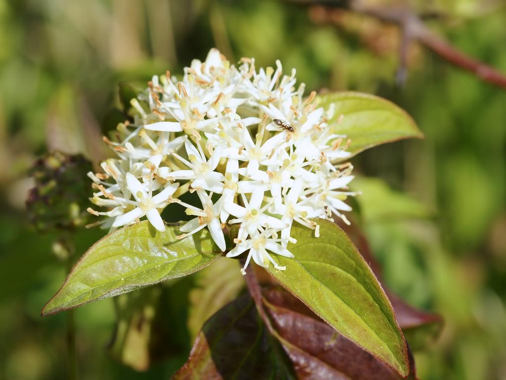 In summer the tree is highlighted by clustered, creamy- white flowers that are followed by purple to black fruits. Besides attracting onlookers, the plant also attracts bees, butterflies, and birds.