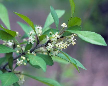 Plant identification will be a new column each month, featuring native plants in particular. The first article is by Pat Owens, and subsequent articles will be by Pat or Chris DeBremaecker.