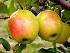 Appendix B GoldRush Apple Winter. The first of the new disease-resistant varieties have superior storage qualities.