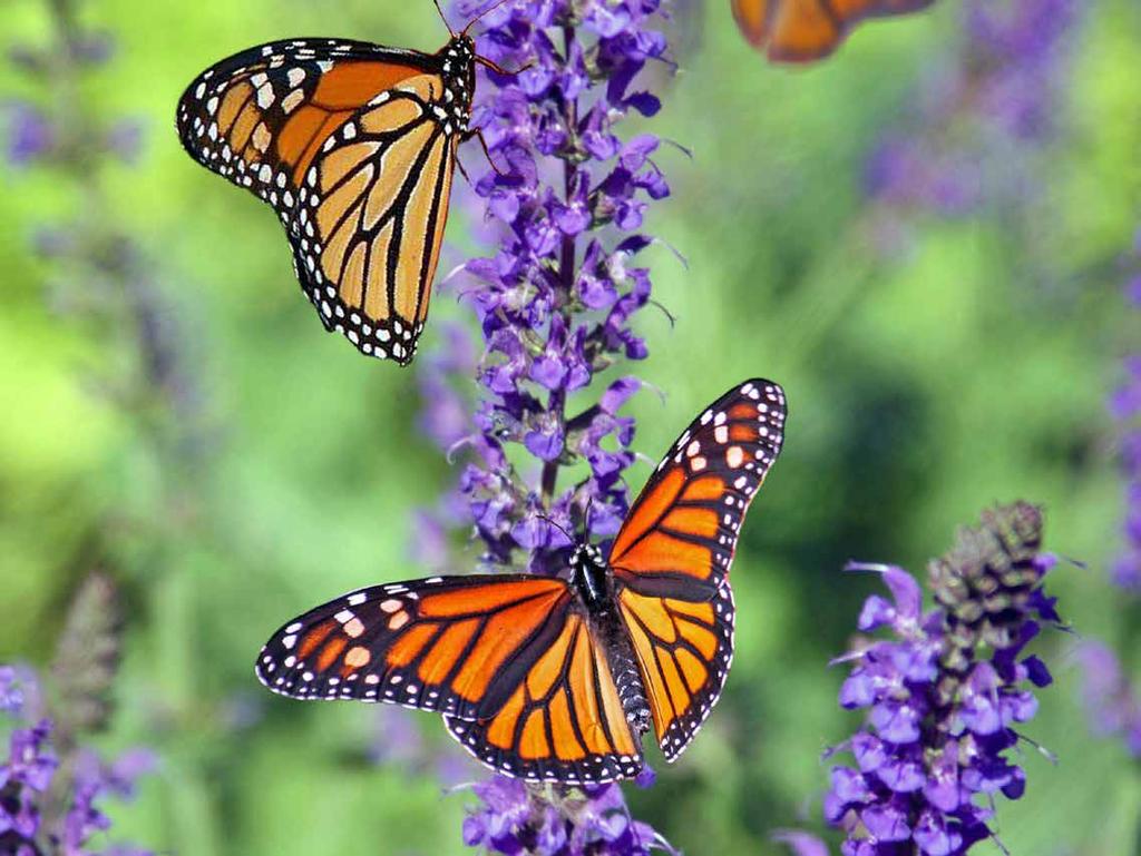 Each year, a hundred million North American monarch