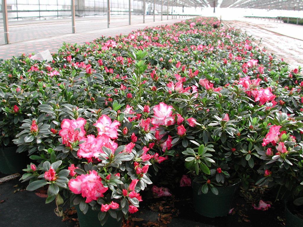 Susceptibility of Azaleas Azalea or Rhododendron % w/ symptoms % isolaton success Hino-Crimson 87.5 57.1 Albert and Elizabeth 87.5 42.9 Formosa 62.5 100.0 Okusatsuki 87.5 71.4 Irish Lace 100 87.