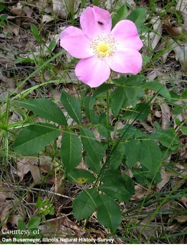 Multiflora rose has a fibrous root system. Habitat.