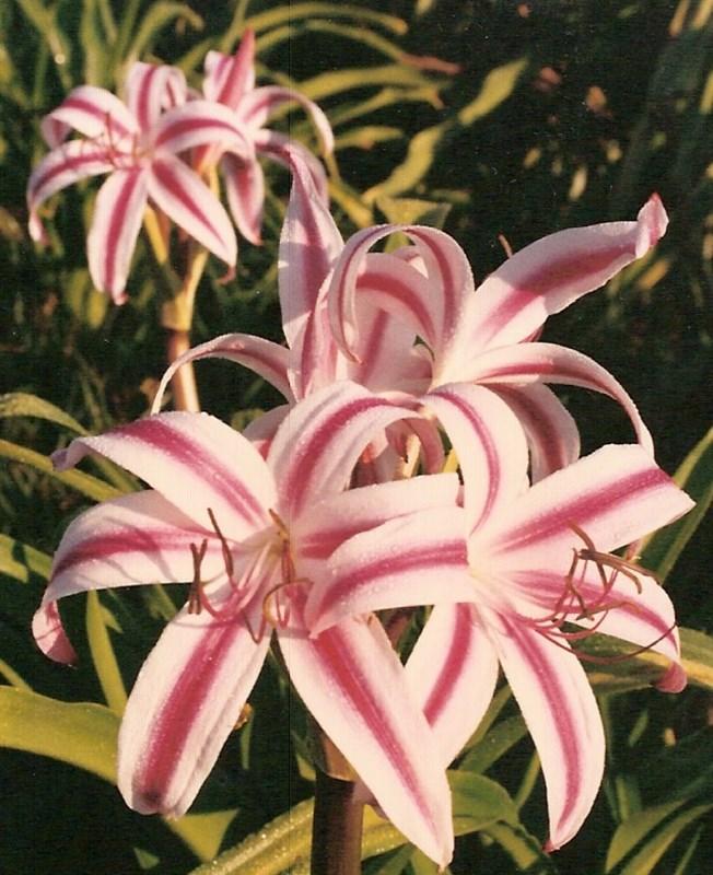 Extension Horticulture Professor Bill Welch claims No crinum has ever died. Well, that might not be entirely true especially in the rough conditions of west Texas, but they are definitely worth a try!